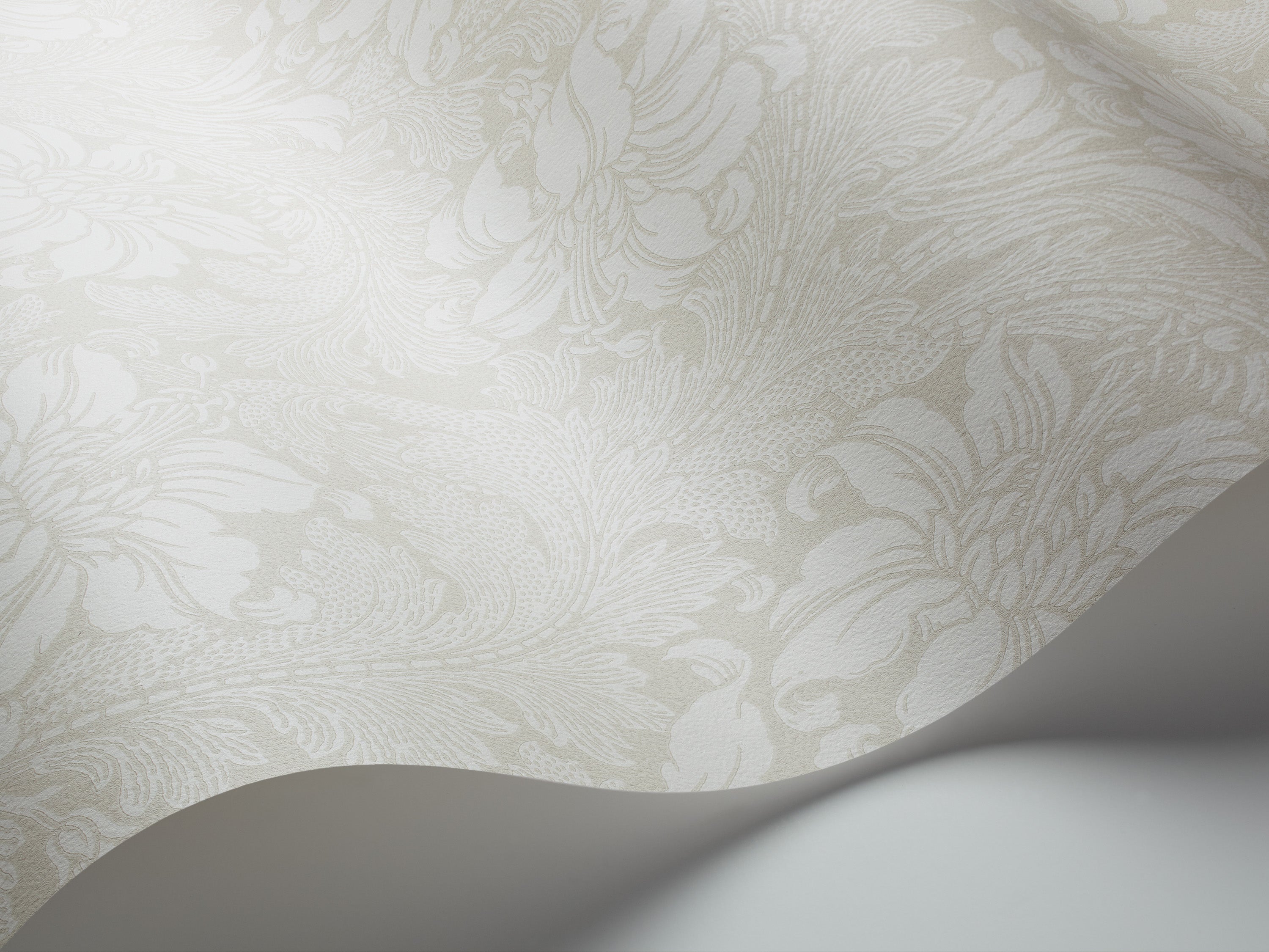 Acanthus storblommig, vit
