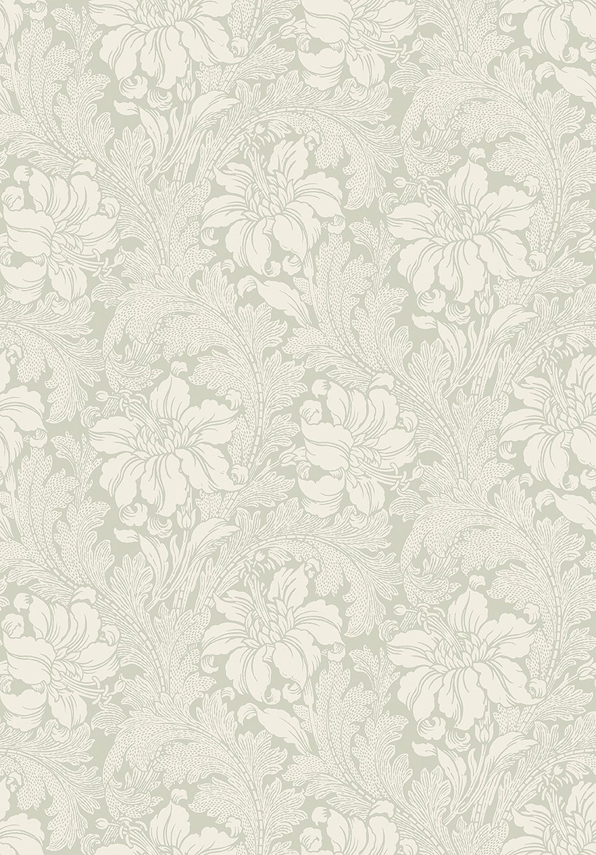 Acanthus storblommig, grön